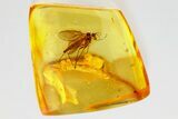 Detailed Fossil Fungus Gnat (Mycetophilidae) In Baltic Amber #372579-1